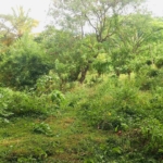 Land for Sale in Matale. Visit RealMark.lk or Contact 0772488100 now for more Information!